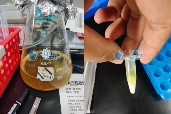 多樣品組織研磨儀助力于自然資源部第二海洋研究所微藻研磨實驗